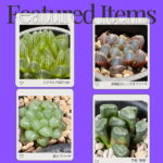 ハオルチア 福袋 中身一部紹介