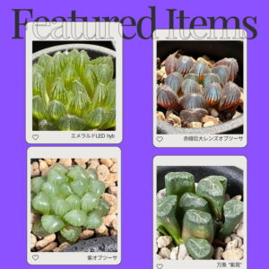 ハオルチア 福袋 中身一部紹介