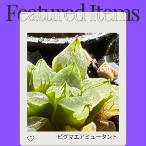 ピグマエアミュータント